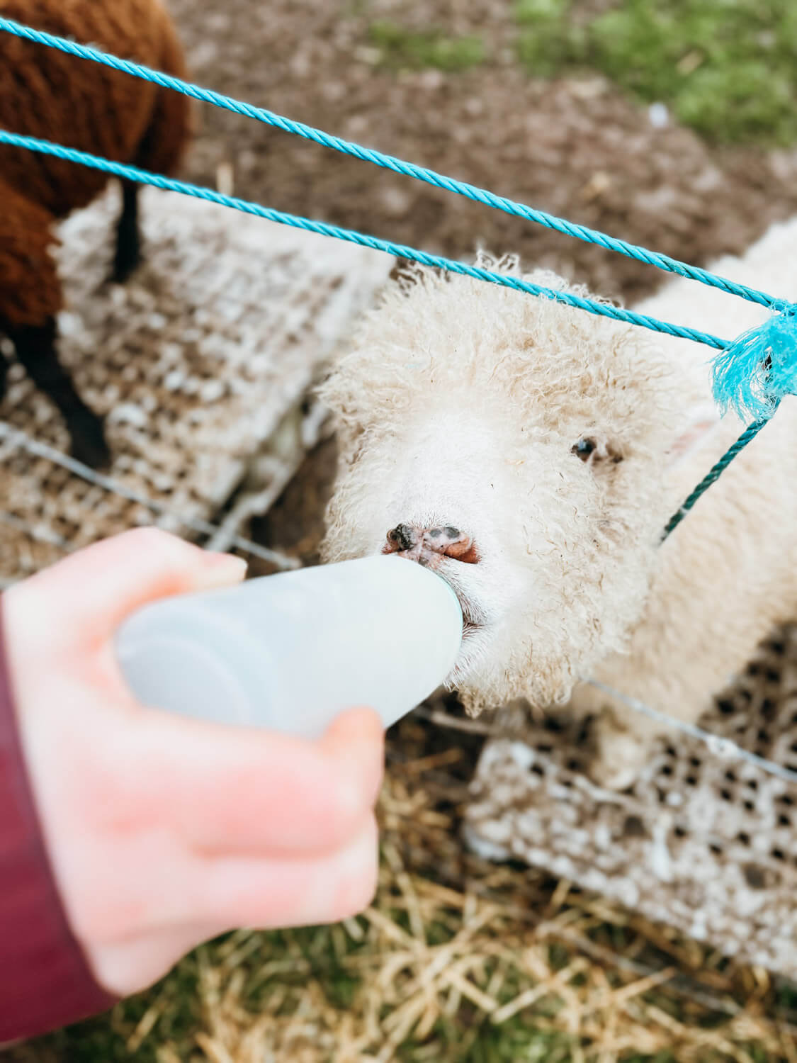 Close up of a hand feeding a lamb a bottle of milk on the Dingle Peninsula with kids