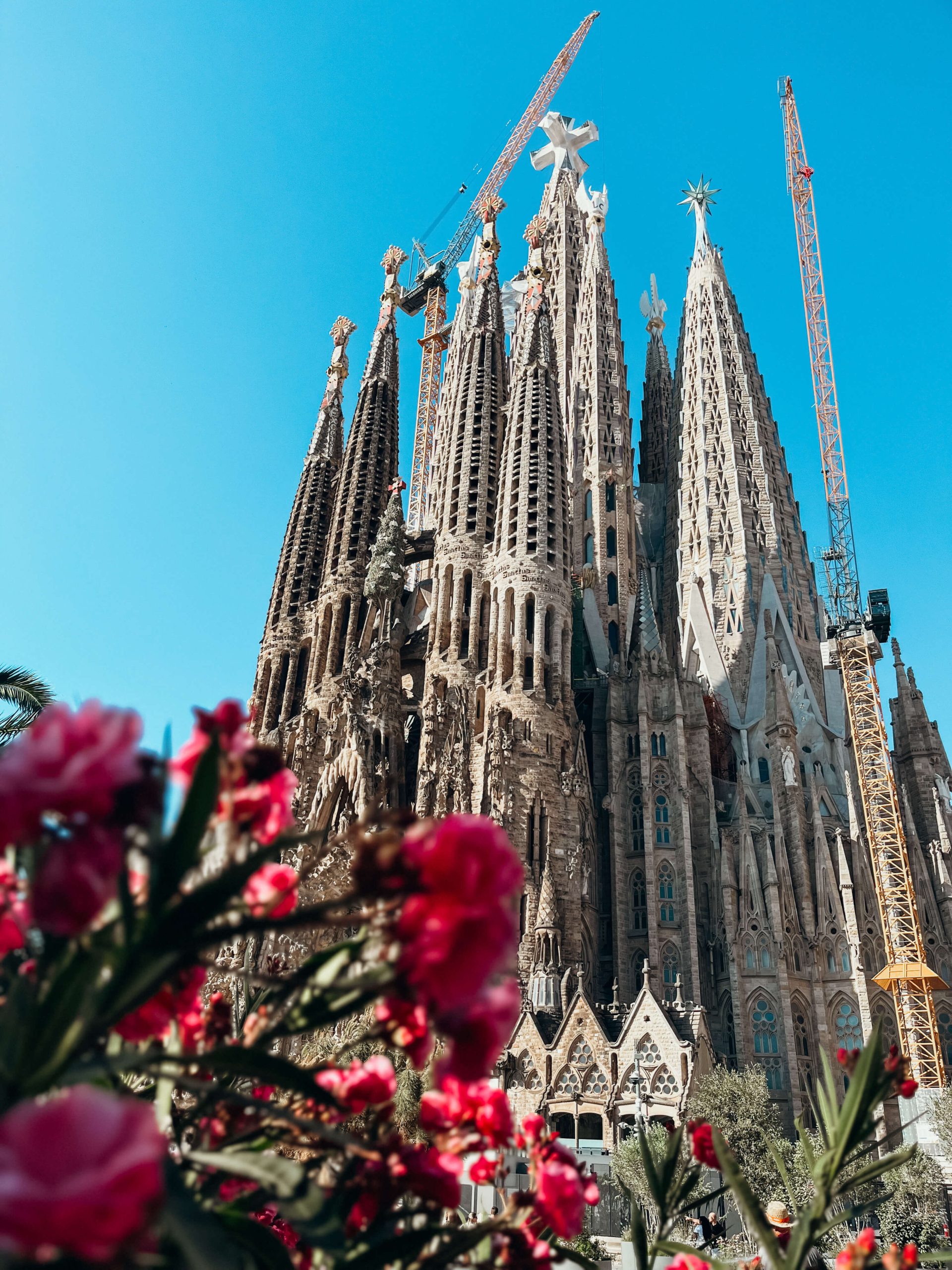 Close up of pink flowers with Sagrda Familia in the background
