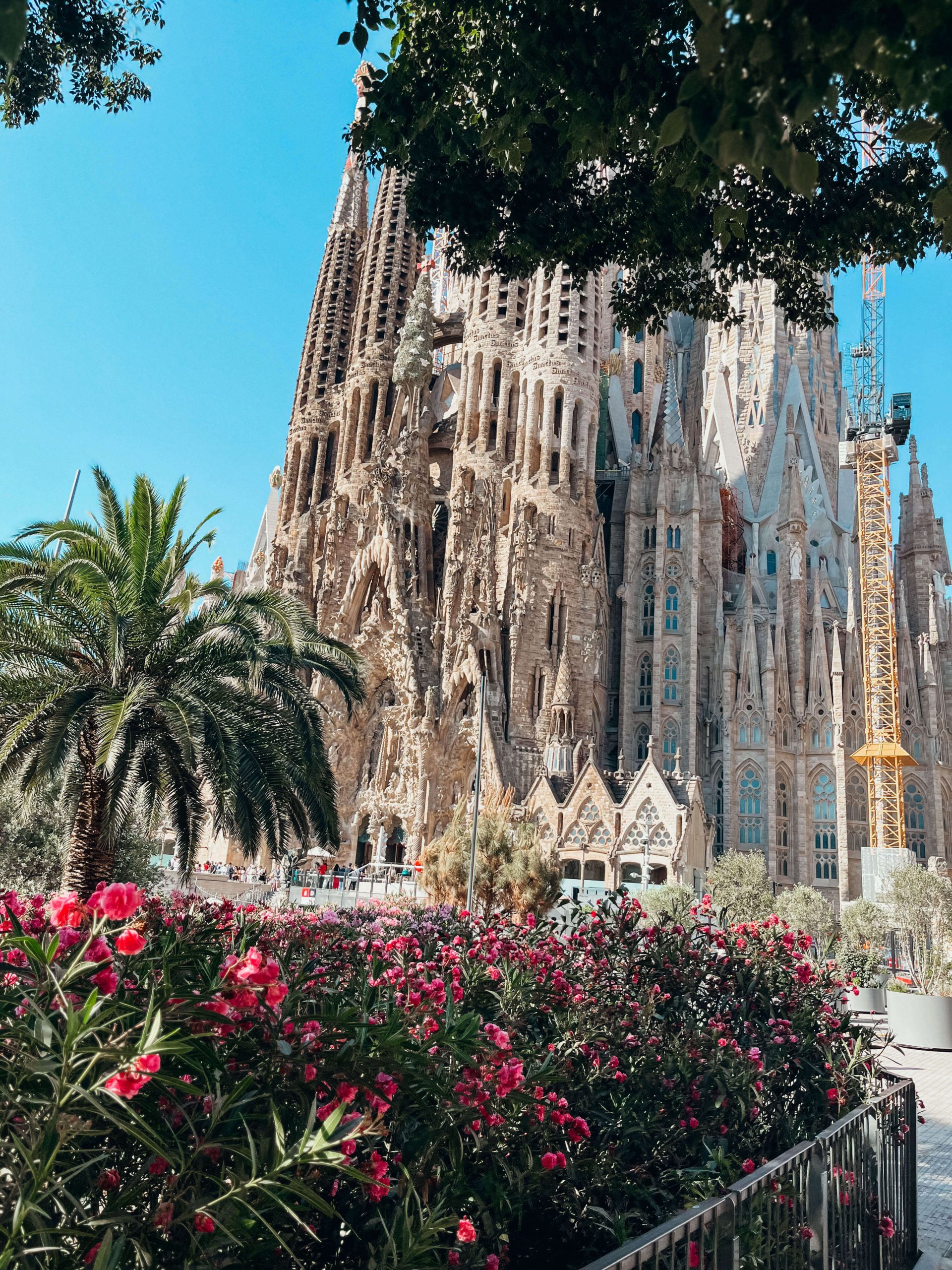 Tall, unique cathredal (Sagrada Familia) with pink flowers out front and palm trees in Barcelona in June